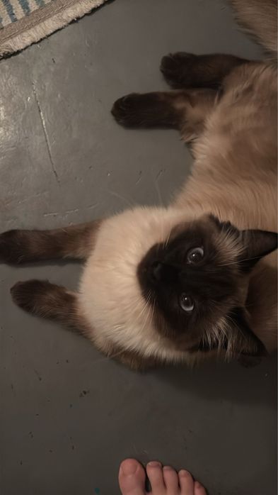 Кошки ищет жениха