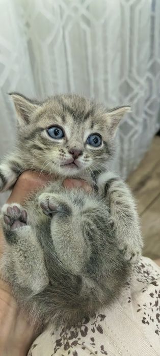 Продам котят. месяц