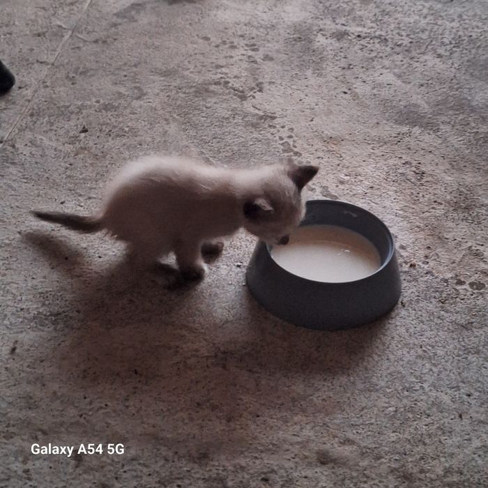 Отдам катят бесплатно в добрые руки