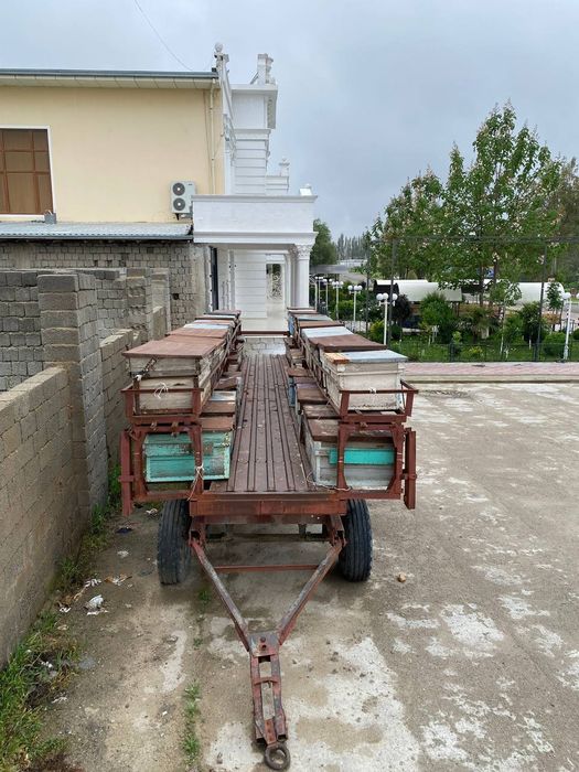 Asalari pritsipi uyalari bilan sotiladi