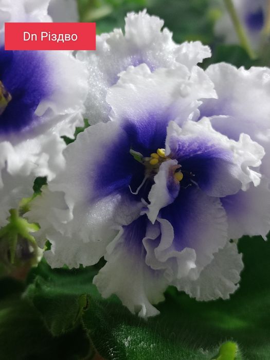 Продам сортовые фиалки