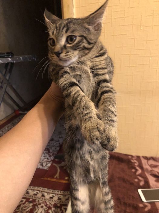 Бесплатно отдаю котят