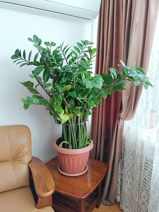 Денежное растение