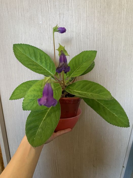 Продам комнатные цветы