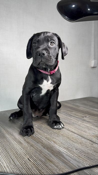 Бронь на щенков кане корсо