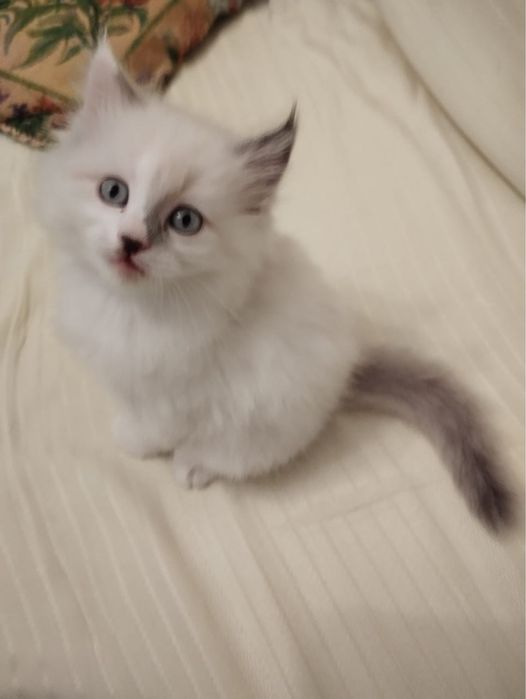 Продаются котята