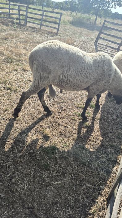 Berbec carabas de vanzare