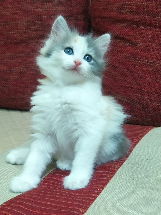 Сибирские котята