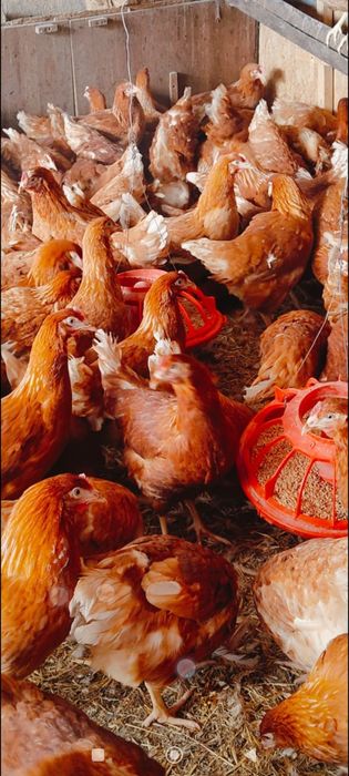 Курочки молодки Ломан браун