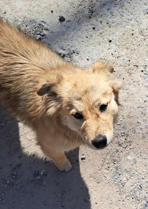 Бесплатно собака