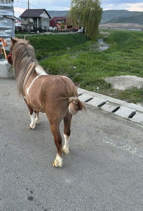 Schimb cu poneita