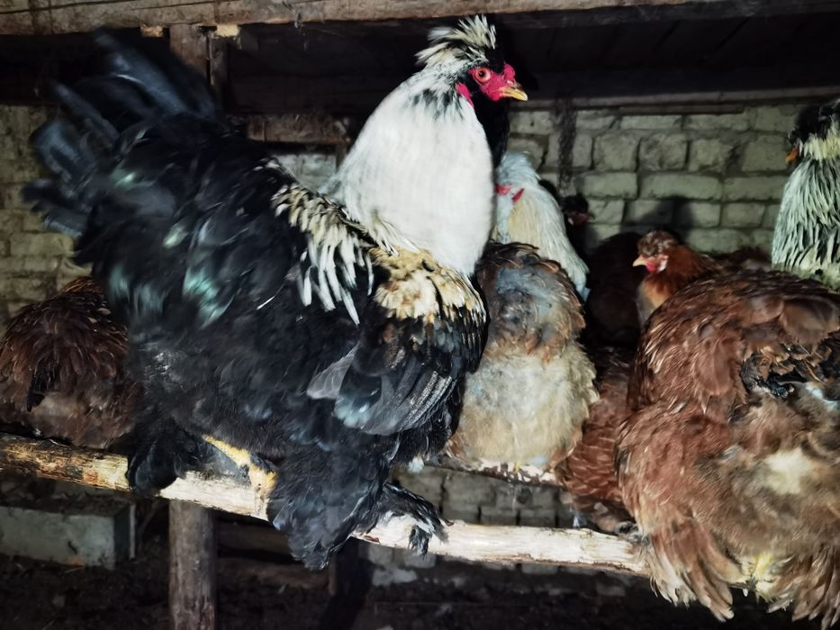 Vând ouă de la găini moțate încălțate și cu barbă