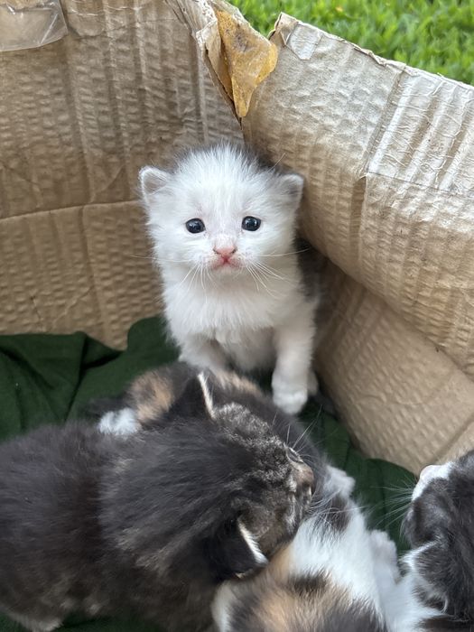 отдам в доброе руки