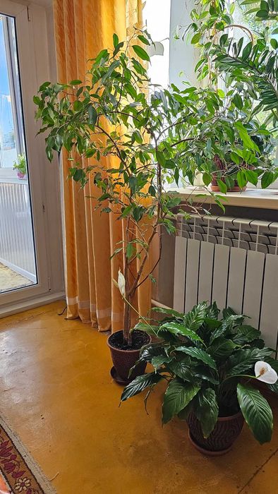 Фикус Бенджамина