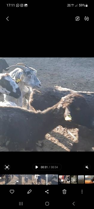 Сауын ешкі бар, лағы жас еркек.