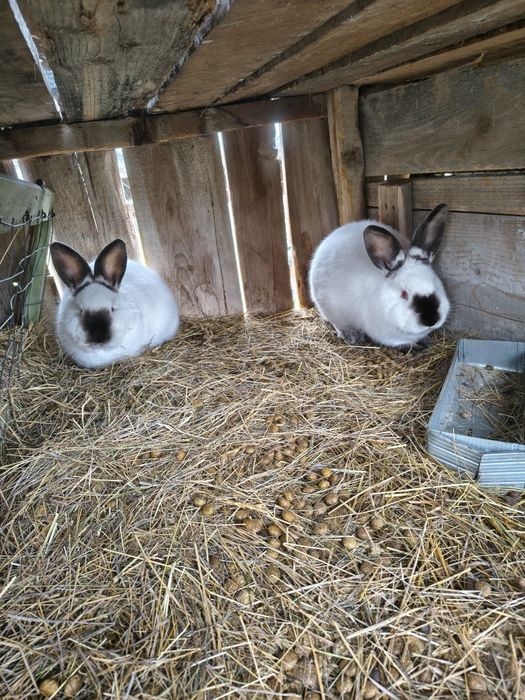 Vând iepuri californian și uriaș german gri