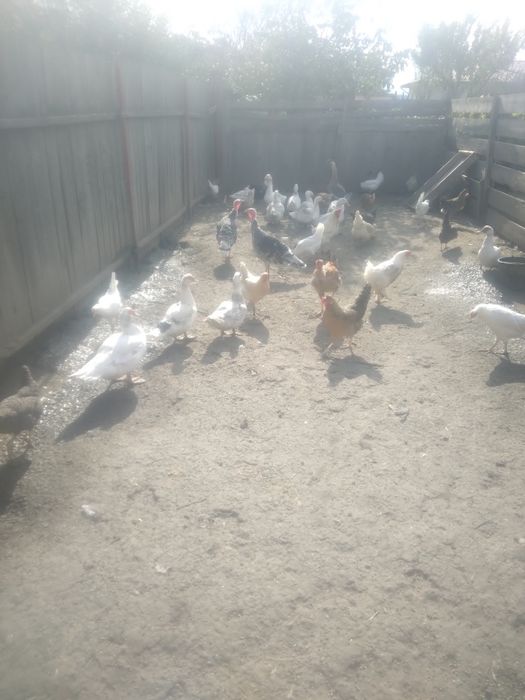 Puicuțe porumbac,negre,