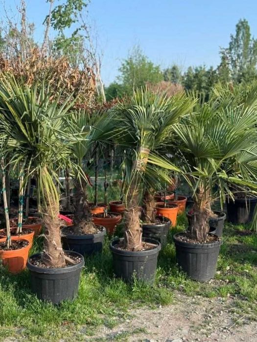 Leylandii Plante ornamentale