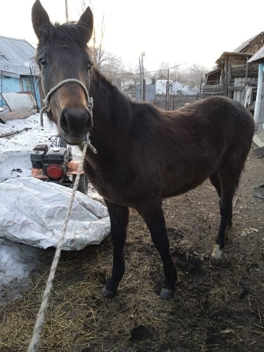 Лошадь кабылка годовалая