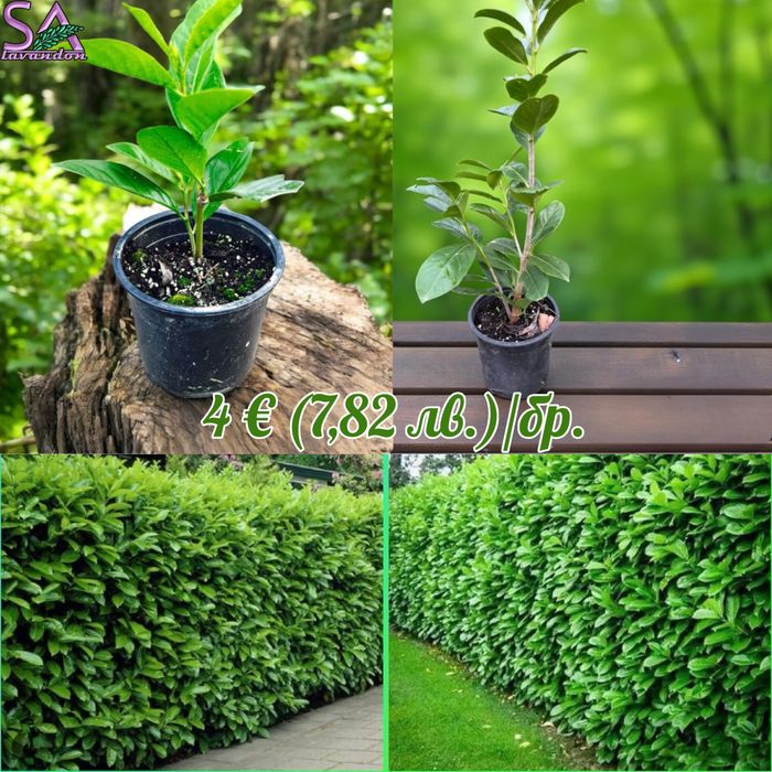 Мурсалски чай-разсад,лавандула,маслодайни рози,лавровишна…