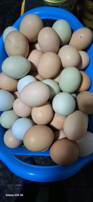 Ouă proaspete,  de la țară