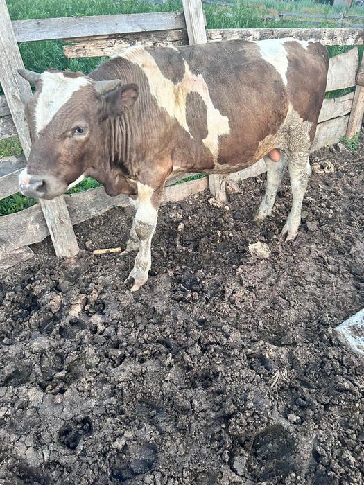 Продам быков 3 головы
