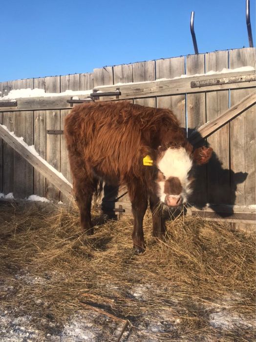 Бұзау сатылады ұрғашы