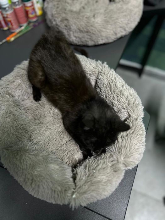 Котенок бесплатно с доставкой