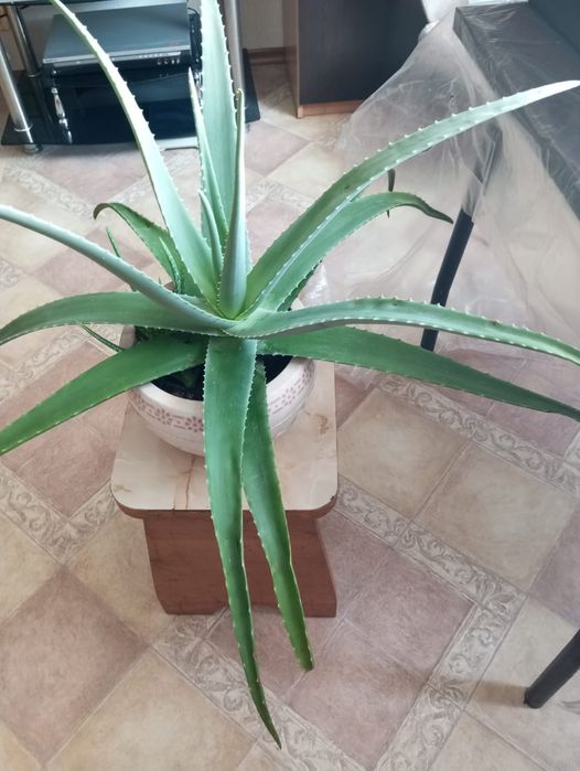 Большой алоэ вера, алое вера