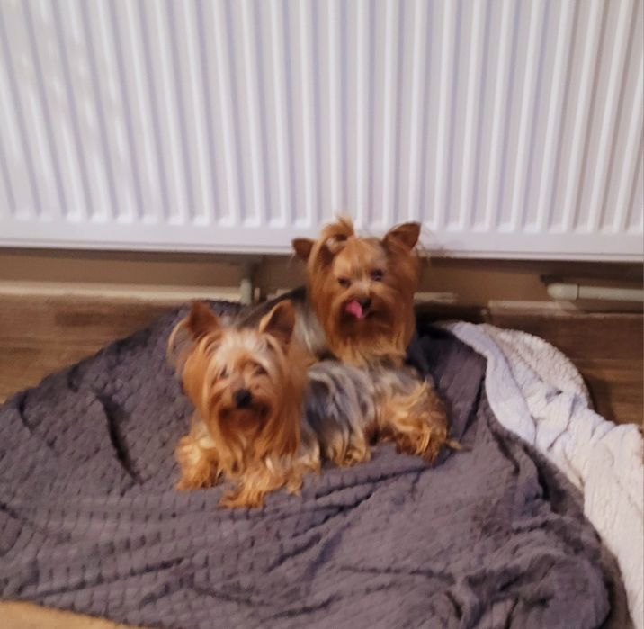 Мини Йоркширски териер