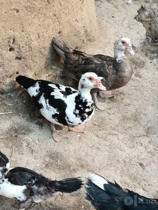 Индаутка и утка продам