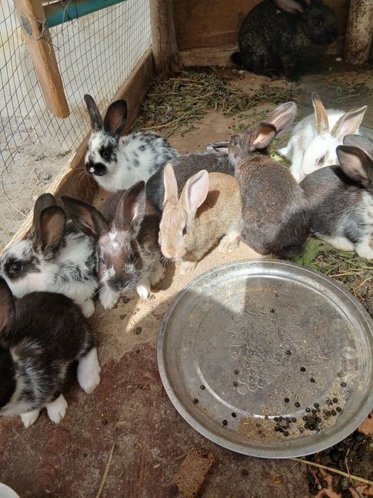 Продаётся кролики