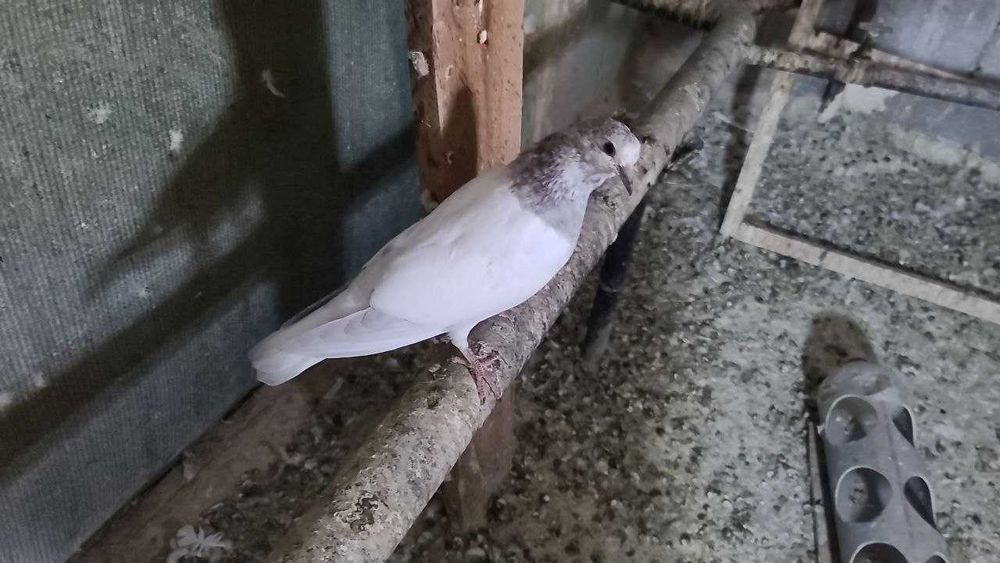 Продам пискунов от высоко лётных игровых ИНДОПАКИСТАНЦЕВ