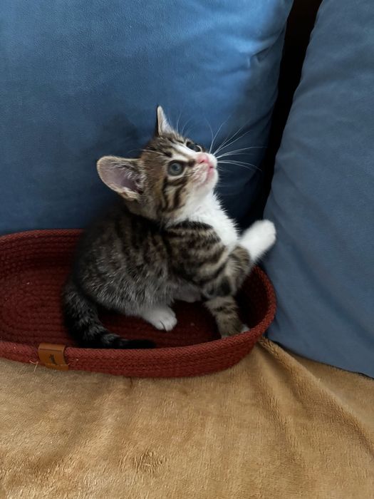 Котёнок-мальчик. Город Алматы