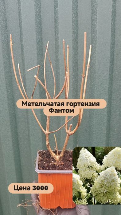 Продам гортензии