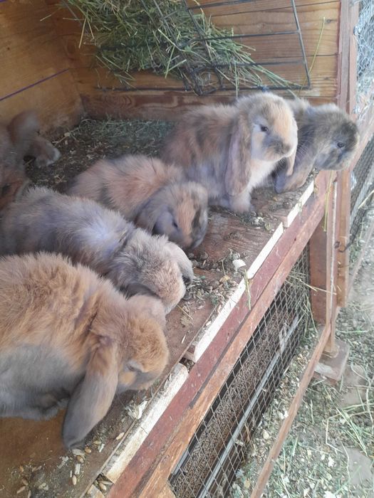 De vânzare iepurași