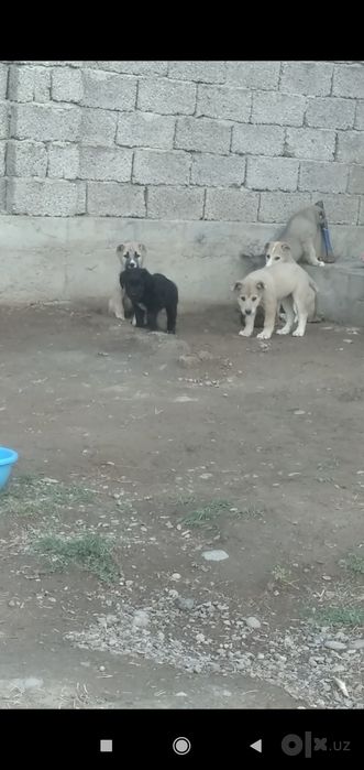 Шеночки алабаев чистокровные