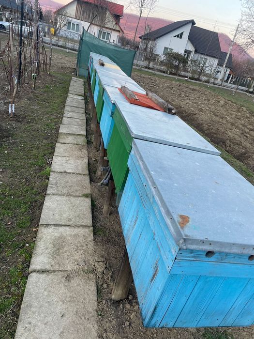 Rame cu albine cu matcă – familii 6-7 rame