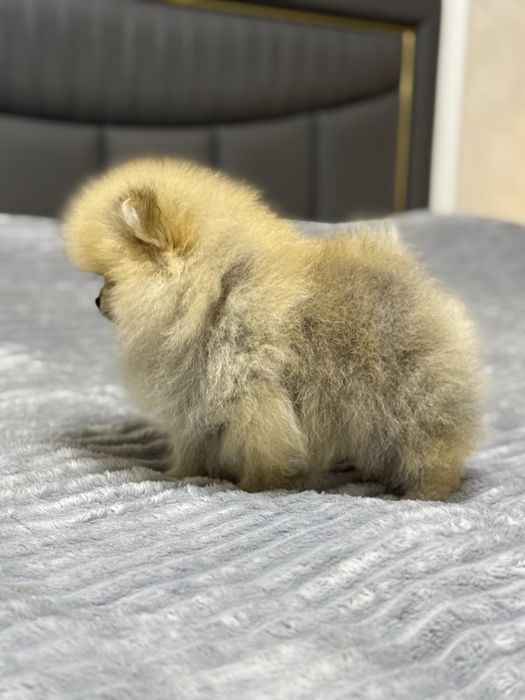 Померанский шпиц (гарантированно миник)