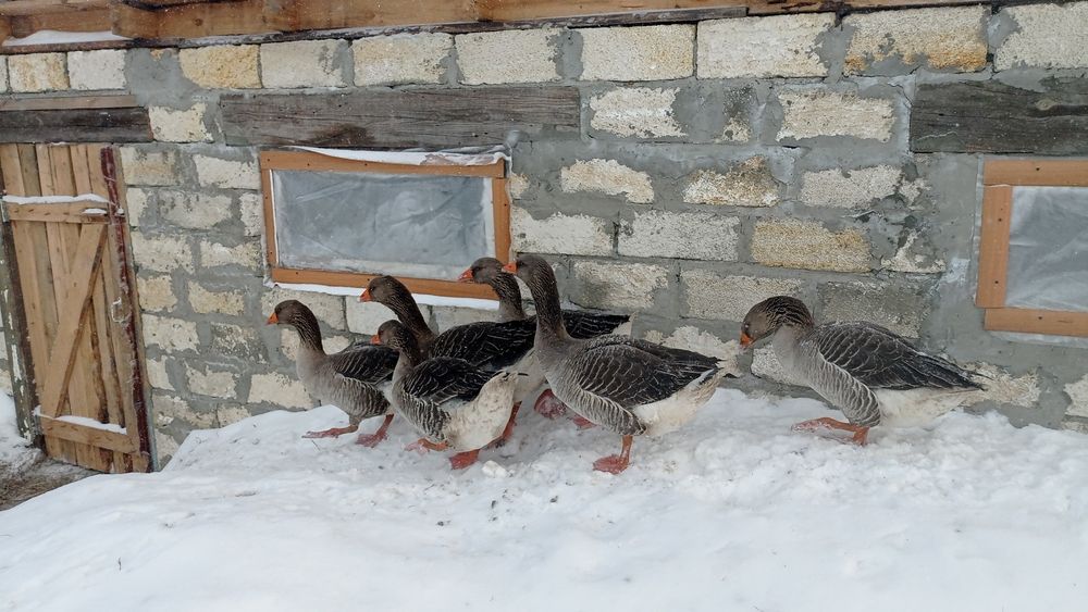 Продам гусей живьём