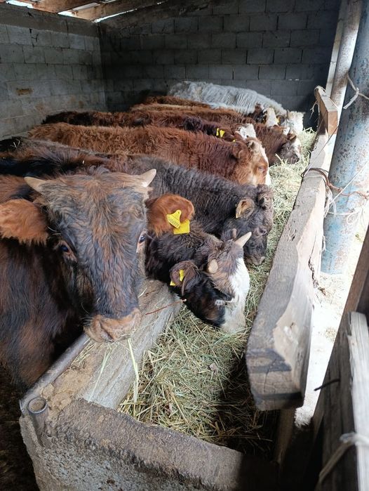 Продаю бычки.      .