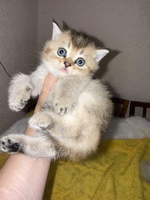 Котята чистокровные Шиншиллы