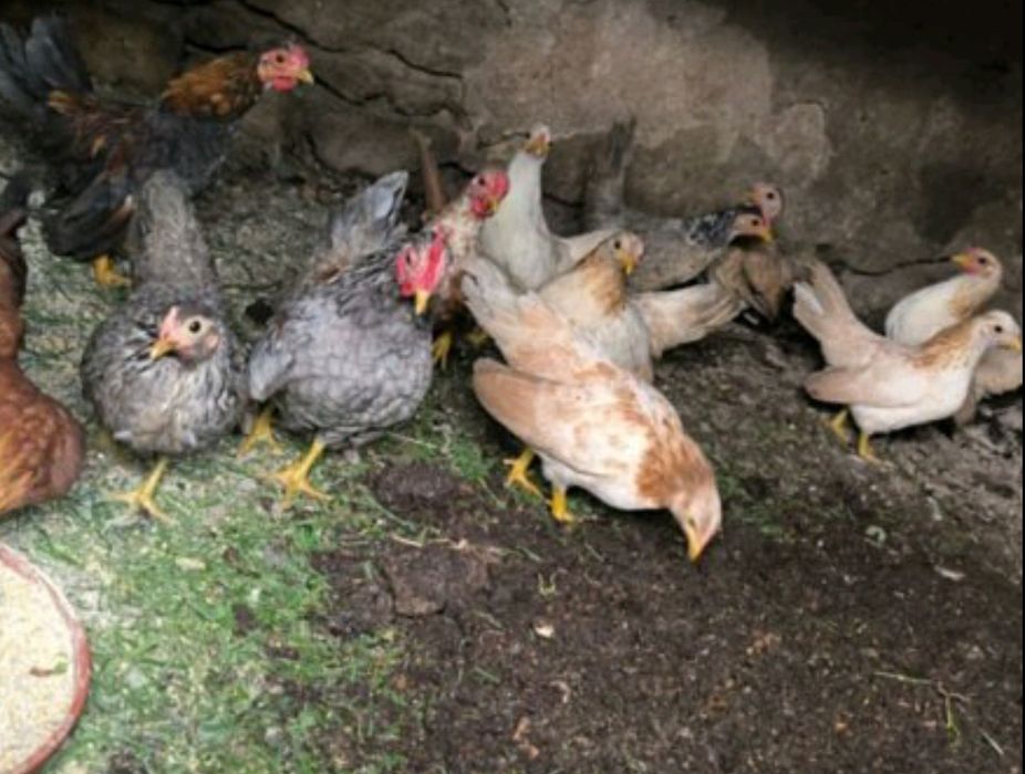 Продавам Серами, цената е за чифт (декоративни кокошки и петлета)