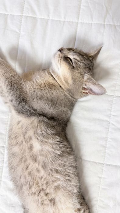 кошка Сильвия, простерилизованная.
