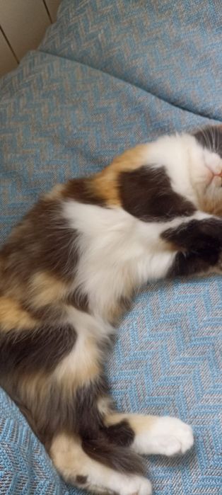 Отдам кошку в добрые руки