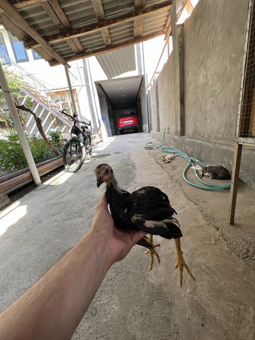 Dakan jojalar may oyini oxirida ochilgan