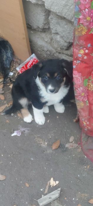 Щенки (Девочки)  Смешанной породы