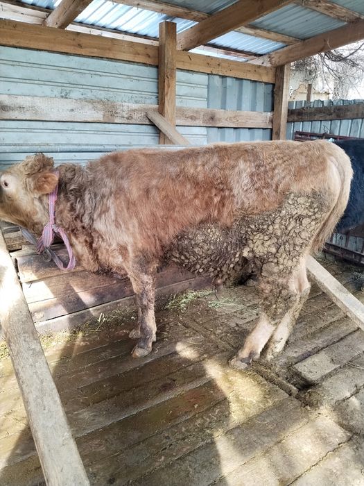 Бычки в хорошем состоянии