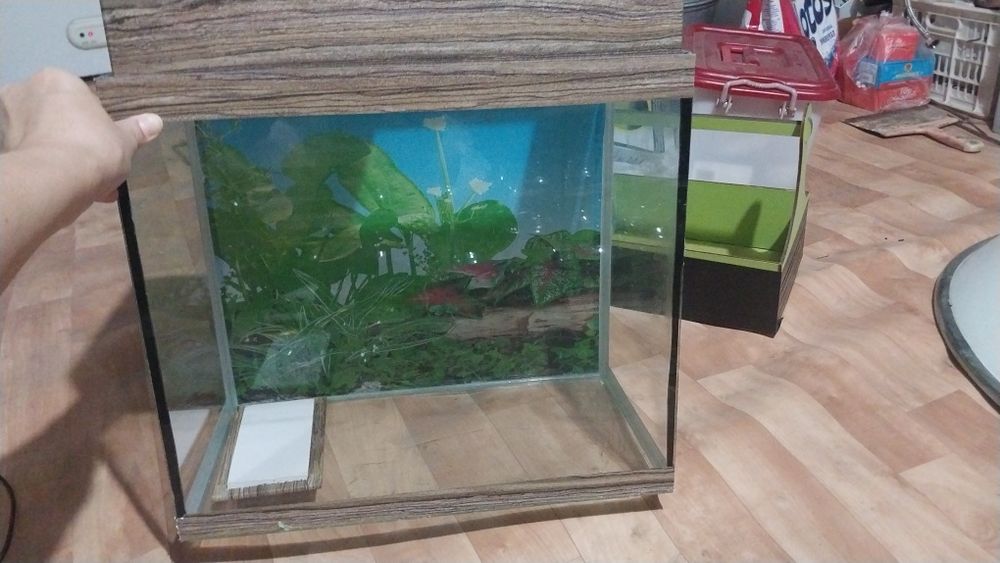 Аквариум срочно продам