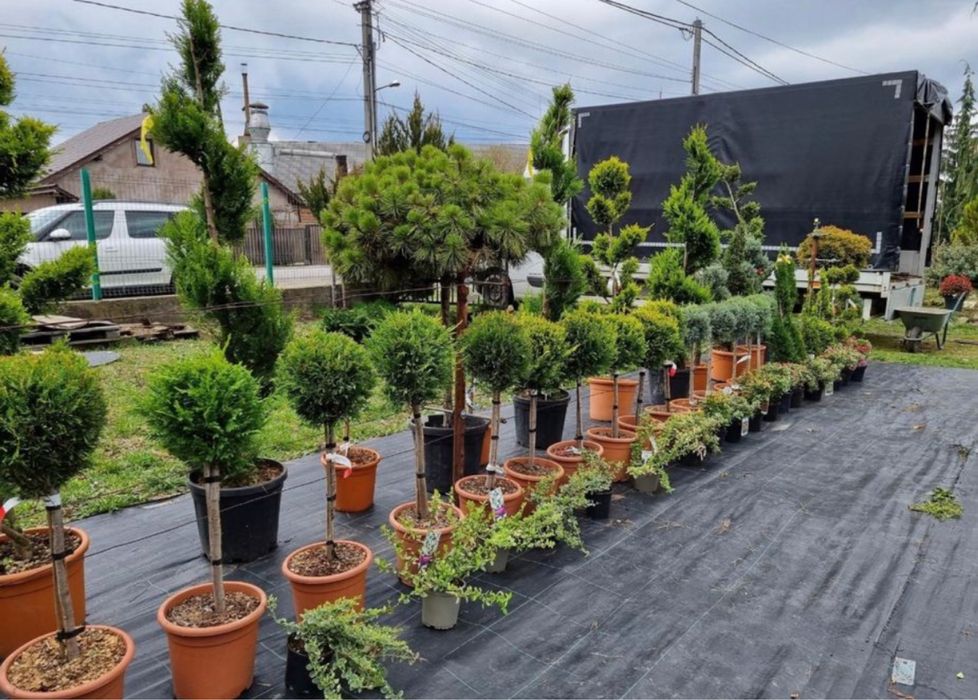 Plante ornamentale suntem in cluj avem preturi minime